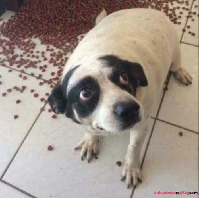 hình ảnh meme hốt hoảng cực bựa